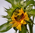 Beautiful close-up picture of a blooming sunflower Royalty Free Stock Photo