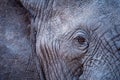 A beautiful detailed close up portrait of an elephant eye and textured face Royalty Free Stock Photo