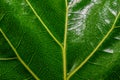 Close up of a shiny green leaf with yellow veins Royalty Free Stock Photo