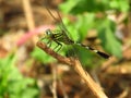 Beautiful Detailed image of a green dragonfly perched on branch of tree Royalty Free Stock Photo