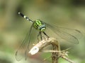 Beautiful Detailed image of a green dragonfly perched on branch of tree Royalty Free Stock Photo
