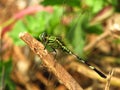 Beautiful Detailed image of a green dragonfly perched on branch of tree Royalty Free Stock Photo