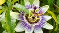 Passiflora incarnata or purple passionflower