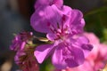 Beautiful detailed pink flower macro shot