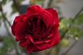 Beautiful detailed red coloured rose shot