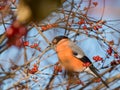 Beautiful and detailed shot of adult, male Eurasian bullfinch Pyrrhula pyrrhula sitting eating red fruits in sunlight with blue Royalty Free Stock Photo