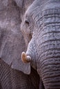 A beautiful and detailed vertical close up profile portrait of an elephant Royalty Free Stock Photo