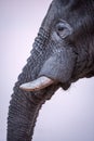 A beautiful and detailed vertical close up profile portrait of an elephant eye, tusk and trunk Royalty Free Stock Photo