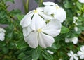 Beautiful detailed white periwinkle flower