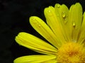 Macro Yellow flower black background Royalty Free Stock Photo