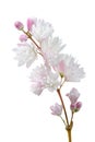 Beautiful Deutzia Scabra Flowers on White Background