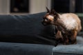 Beautiful Devon Rex cat Blu Point type In the home interior. Selective focus, bokeh