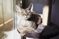 Beautiful Devon Rex cat is laying down on a scratching post lounge space after having activity and grooming claws