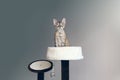 Beautiful Devon Rex cat is sitting on scratching furniture. Cat is feeling comfortable, safe and relaxed. Royalty Free Stock Photo