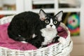 Beautiful devon rex cat is sitting on the scratching post