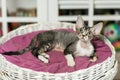 Beautiful devon rex cat is sitting on the scratching post Royalty Free Stock Photo