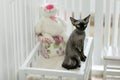 Beautiful devon rex cat is sitting on the scratching post Royalty Free Stock Photo