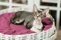 Beautiful devon rex cat is sitting on the scratching post Royalty Free Stock Photo