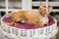 Beautiful devon rex cat is sitting on the scratching post Royalty Free Stock Photo