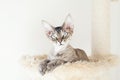 Beautiful Devon Rex cat is sitting in spacial cat hammock, cat accessories - scratching post. Selective focus, natural light, Royalty Free Stock Photo