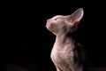 beautiful Devon Rex kitten sits looking to the side on a black background