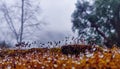 Beautiful Dew Drops and Colorful Surroundings.