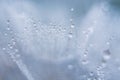 Beautiful dew drops on a dandelion seed macro. Beautiful soft blue background. Water drops on a parachutes dandelion. Copy space. Royalty Free Stock Photo