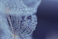 Beautiful dew drops on a dandelion seed macro. Beautiful soft blue background. Water drops on a parachutes dandelion. Copy space. Royalty Free Stock Photo