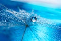 Beautiful dew drops on a dandelion seed macro. Beautiful soft light blue and violet background.