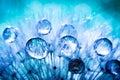 Beautiful dew drops on a dandelion seed. Macro. Beautiful soft light blue and violet background. Selective focus Royalty Free Stock Photo