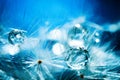 Beautiful dew drops on a dandelion seed. Macro. Beautiful soft light blue and violet background. Selective focus Royalty Free Stock Photo