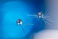 Beautiful dew drops on a dandelion seed macro. Beautiful soft light blue and violet background.