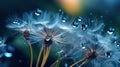 Beautiful dew drops on a dandelion seed macro, Beautiful blue background Royalty Free Stock Photo