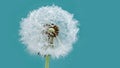 Beautiful dew drops on a dandelion seed macro. Beautiful soft background. Water drops on a parachutes dandelion. Copy space. soft Royalty Free Stock Photo