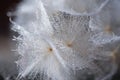 Beautiful dew drops on a dandelion seed macro. Beautiful soft background. Water drops on a parachutes dandelion. Copy space. soft Royalty Free Stock Photo