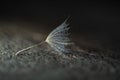 Beautiful dew drops on a dandelion seed macro. Beautiful soft background. Water drops on a parachutes dandelion. Copy space. soft Royalty Free Stock Photo