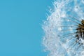 Beautiful dew drops on a dandelion seed macro. Beautiful soft background. Water drops on a parachutes dandelion. Copy space. soft Royalty Free Stock Photo