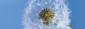 Beautiful dew drops on a dandelion seed macro. Beautiful soft background. Water drops on a parachutes dandelion. Copy space. soft Royalty Free Stock Photo