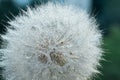 Beautiful dew drops on a dandelion seed macro. Beautiful soft background. Water drops on a parachutes dandelion. Copy space. soft Royalty Free Stock Photo