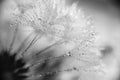 Beautiful dew drops on a dandelion seed macro. Beautiful soft blue background. Water drops on a parachutes dandelion. Copy space. Royalty Free Stock Photo