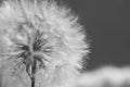 Beautiful dew drops on a dandelion seed macro. Beautiful soft blue background. Water drops on a parachutes dandelion. Copy space. Royalty Free Stock Photo