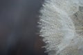 Beautiful dew drops on a dandelion seed macro. Beautiful soft blue background. Water drops on a parachutes dandelion. Copy space. Royalty Free Stock Photo