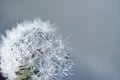 Beautiful dew drops on a dandelion seed macro Royalty Free Stock Photo