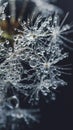 Beautiful dew drops on a dandelion seed macro Royalty Free Stock Photo