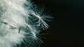 Beautiful dew drops on a dandelion seed macro. Beautiful soft blue background. Water drops on a parachutes dandelion. Copy space. Royalty Free Stock Photo