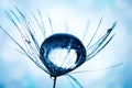 Beautiful dew drops on a dandelion seed. Macro. Beautiful soft light blue and violet background. Selective focus Royalty Free Stock Photo