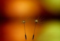 Beautiful dew drops on dandelion seeds closeup. Abstract yellow orange background. Romantic abstract image of a couple at sunset. Royalty Free Stock Photo