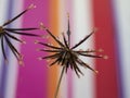 Beautiful Dew Drops on Dandelion Seeds Macro. Royalty Free Stock Photo