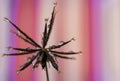 Beautiful Dew Drops on Dandelion Seeds Macro. Royalty Free Stock Photo