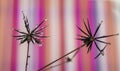 Beautiful Dew Drops on Dandelion Seeds Macro. Royalty Free Stock Photo